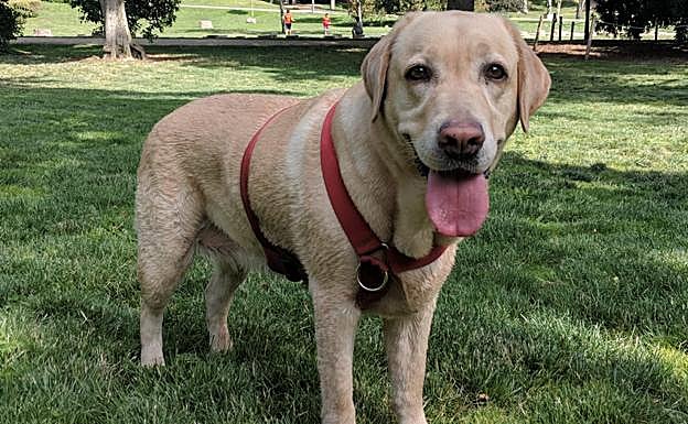 Tu mascota sabe qué hora es