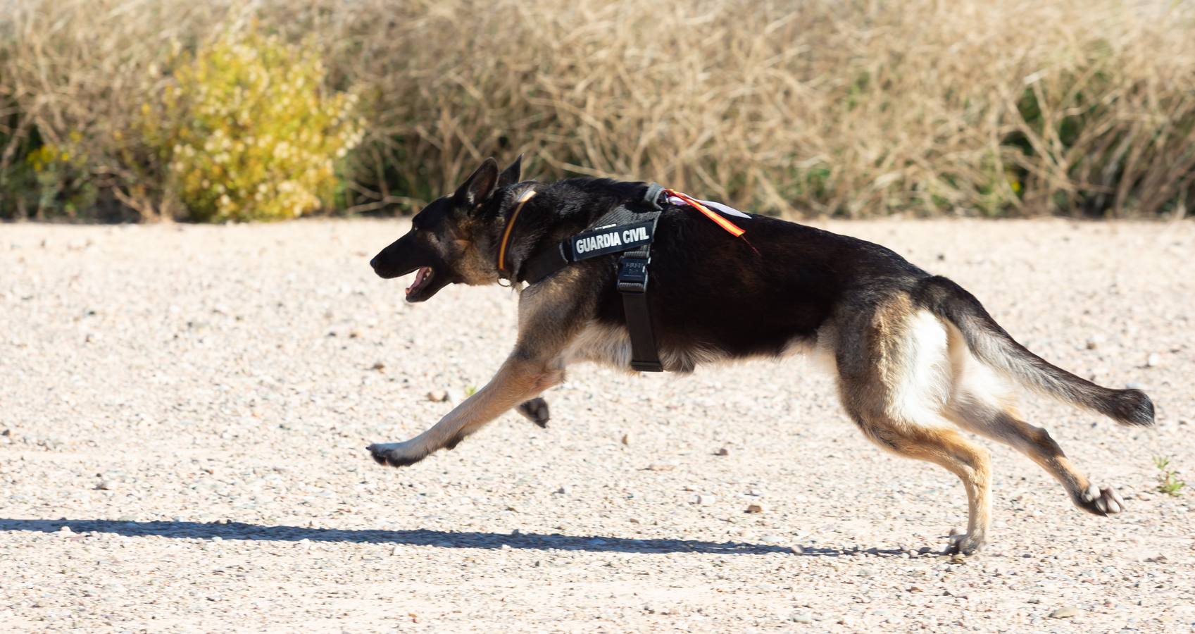 El Grupo de Acción Rápida (GAR) de la Guardia Civil y la Gendarmería Francesa están desarrollano unas jornadas prácticas en Logroño para implementar un nuevo sistema de detección de explosivos con perros en grandes concentraciones de personas, como eventos deportivos o musicales.