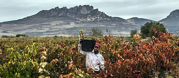 Un operario sale del renque con el cesto al hombro para descargar en el remolque:: 