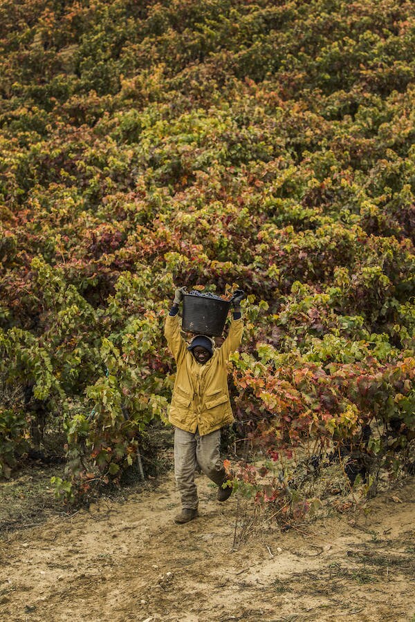 Imágenes que retratan la vendimia en los últimos corros de La Rioja. Piezas que por logística han estado pendientes de entrar en el lago hasta el último momento. 