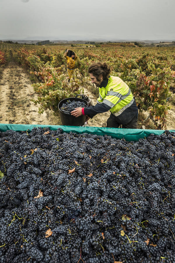 Imágenes que retratan la vendimia en los últimos corros de La Rioja. Piezas que por logística han estado pendientes de entrar en el lago hasta el último momento. 