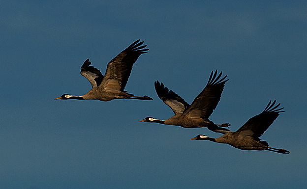 Grullas, una de las aves migratorias que visitan España en su camino de norte a sur.