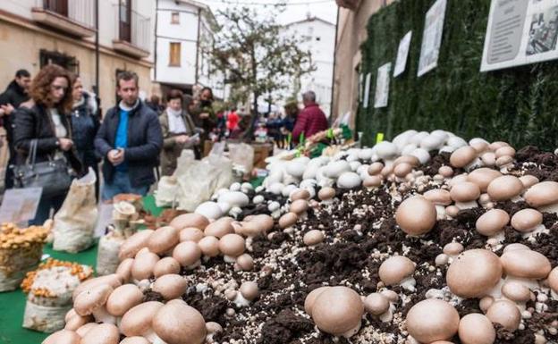 Ezcaray cierra este fin de semana sus 27 jornadas micológicas con numerosos actos