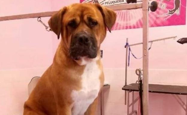 Desmienten el supuesto nuevo envenenamiento de un perro en Logroño