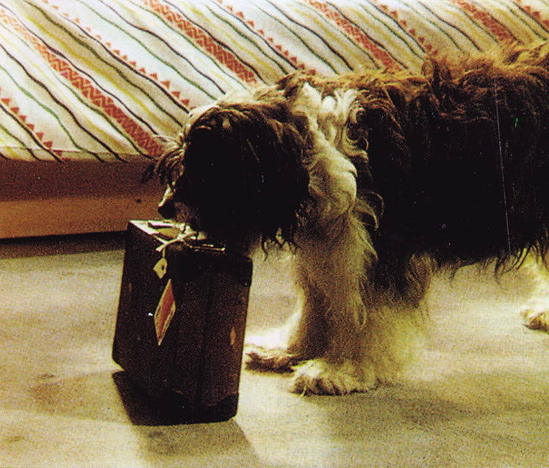 La campaña 'Aprende a usar la televisión' de RTVE mostraba con la locución de Constantino Romero a la perra Pippin abandonando su casa porque sus dueños ya no le hacían caso. 