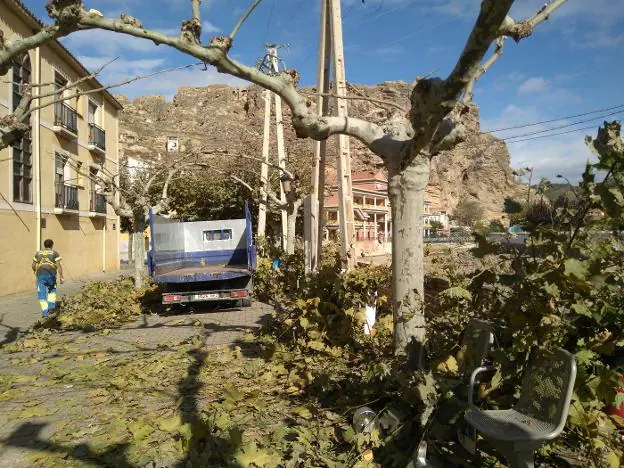 Poda en el núcleo urbano de Cervera. :: s.s.j.