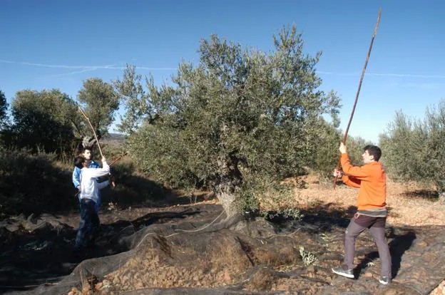 Varios jóvenes vareando olivos en una finca de Tudelilla, ayer. :: s.s.j.