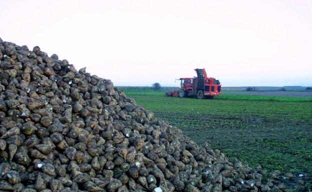 Cosecha de remolacha en una finca de La Rioja Alta. 