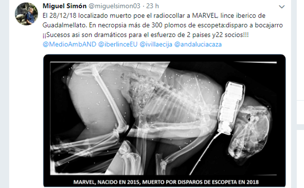 Radiografía de Marvel, el lince ibérico asesinado.