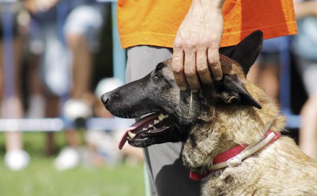 Haro acogerá la Copa de España de Perros de Trabajo el 16 y el 17 de marzo