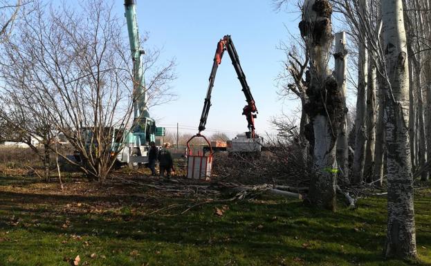 Se sustituyen 30 árboles en Fuente de El Moro