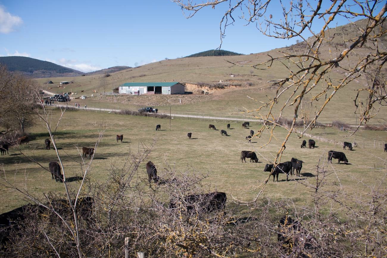 En esta ocasión, se ha reservado un lote específico para ellos