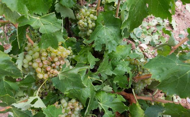 UPA denuncia que los cultivos de La Rioja Alta peligran por la falta de riego del Canal de Mansilla