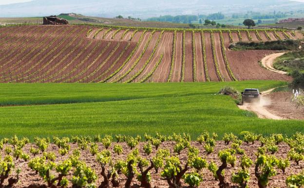 Imagen de campos de viñedo y cereal en primavera. 