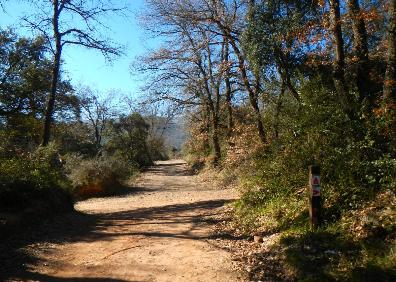 Imagen secundaria 1 - Olivos en el término de Medrano; cruce de la Cruz del Muerto en la dehesa de Medrano a Daroca y camino. 