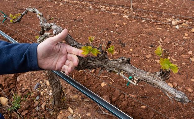 El riesgo de heladas y la sequía mantiene en vilo a los viticultores