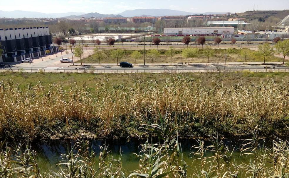 Las cañas han vuelto a tapar el estanque. 