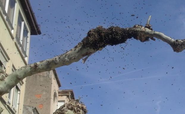 Retiran un enjambre de abejas del Espolón de Santo Domingo