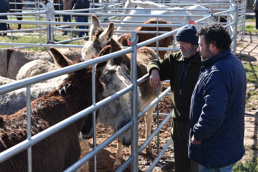 Ceniceros felicita a los rinconeros por mantener la celebración de la Feria de Ganado Equino hasta nuestros días