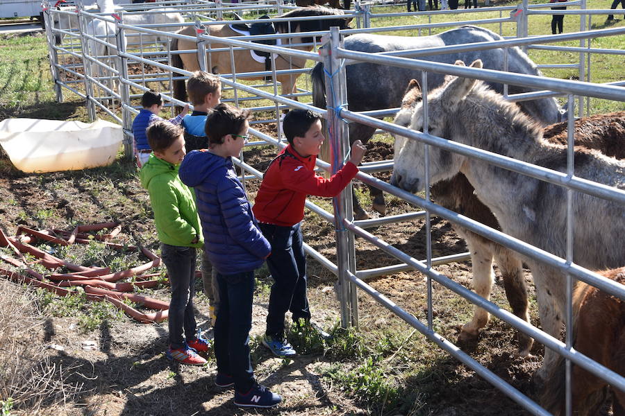 Ceniceros felicita a los rinconeros por mantener la celebración de la Feria de Ganado Equino hasta nuestros días