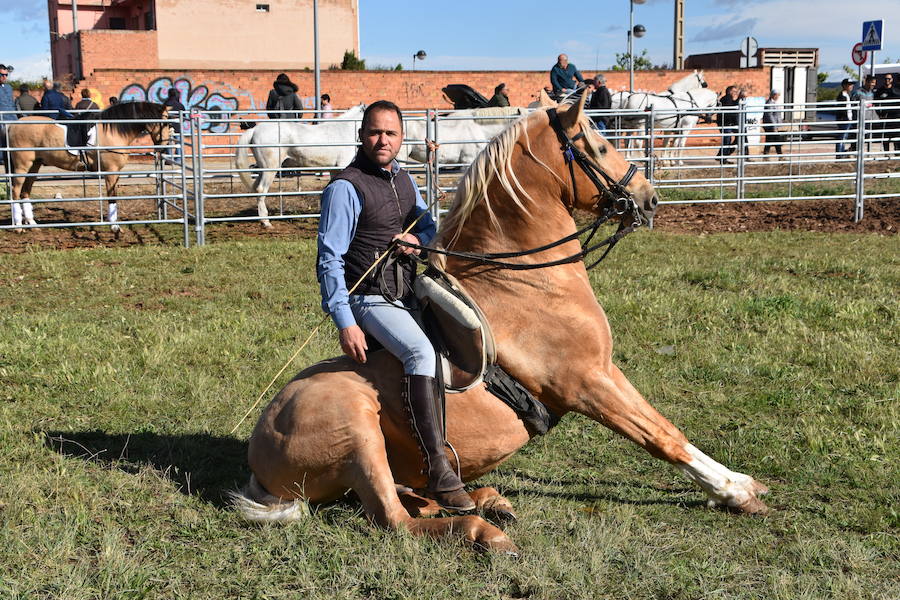 Ceniceros felicita a los rinconeros por mantener la celebración de la Feria de Ganado Equino hasta nuestros días