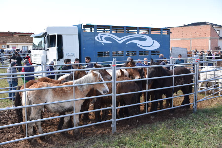 Ceniceros felicita a los rinconeros por mantener la celebración de la Feria de Ganado Equino hasta nuestros días