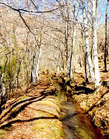 Imagen secundaria 2 - Tres tramos del sendero de La Regadera, con encinas, robles y hayas 