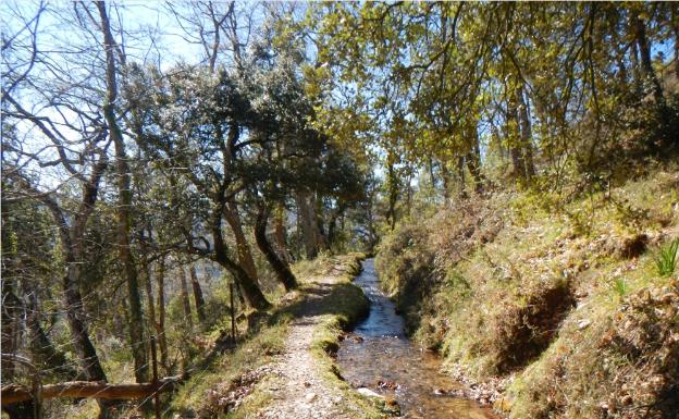 Imagen principal - Tres tramos del sendero de La Regadera, con encinas, robles y hayas 