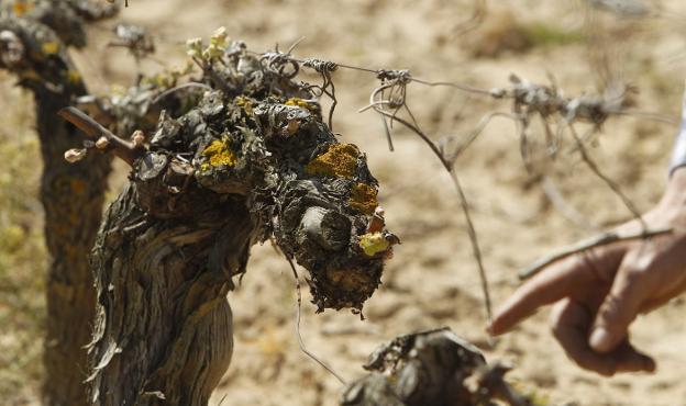 Viñedos dañados en la madrugada de San Prudencio, en el año 2017. :: justo rodríguez