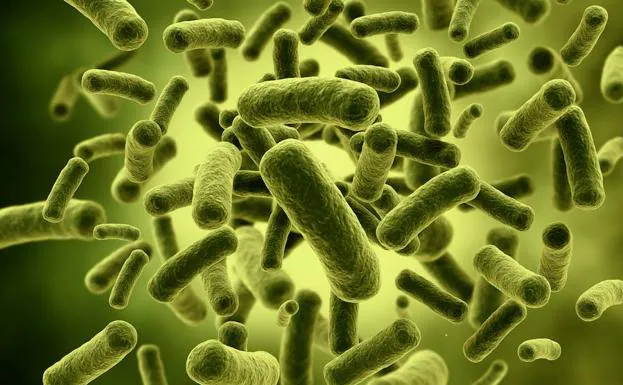 ¿Qué es la bacteria 'Klebsiella pneumoniae'?