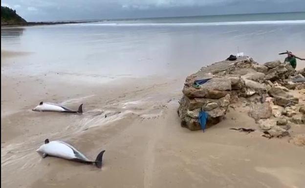 Imagen de los delfines muertos en Oyambre (Cantrabria).
