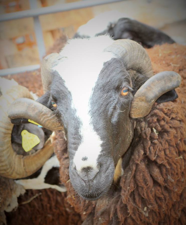 Las mejores vacas, ovejas y cabras del Camero Viejo