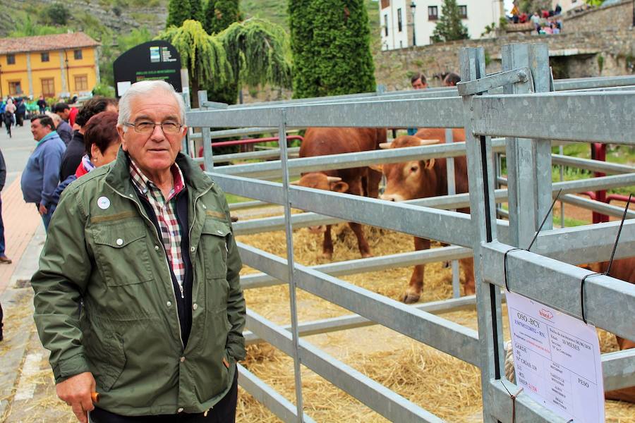 Las mejores vacas, ovejas y cabras del Camero Viejo