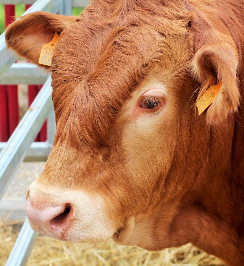 Las mejores vacas, ovejas y cabras del Camero Viejo