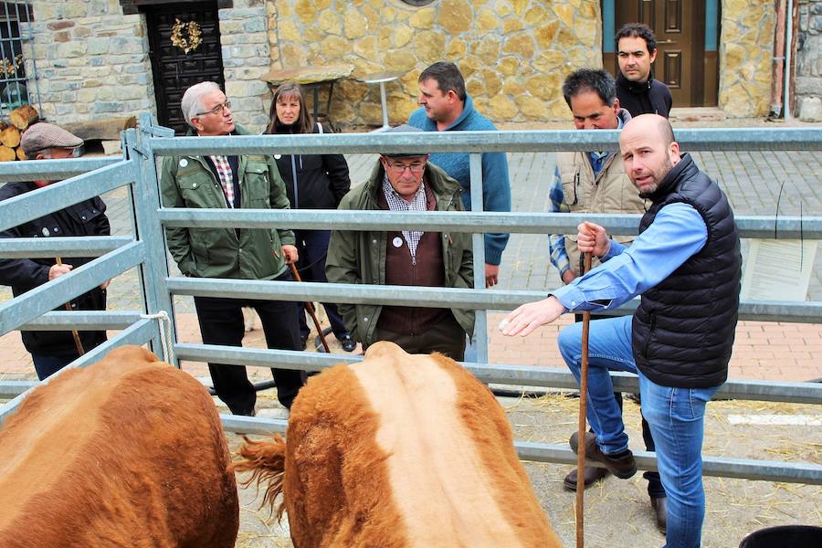 Las mejores vacas, ovejas y cabras del Camero Viejo