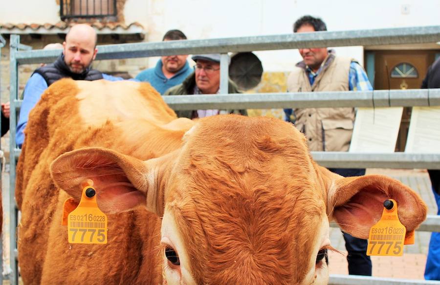 Las mejores vacas, ovejas y cabras del Camero Viejo