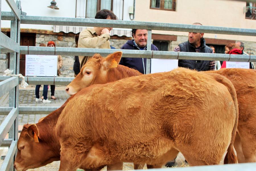 Las mejores vacas, ovejas y cabras del Camero Viejo