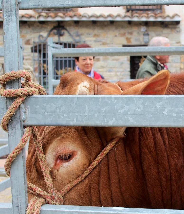 Las mejores vacas, ovejas y cabras del Camero Viejo