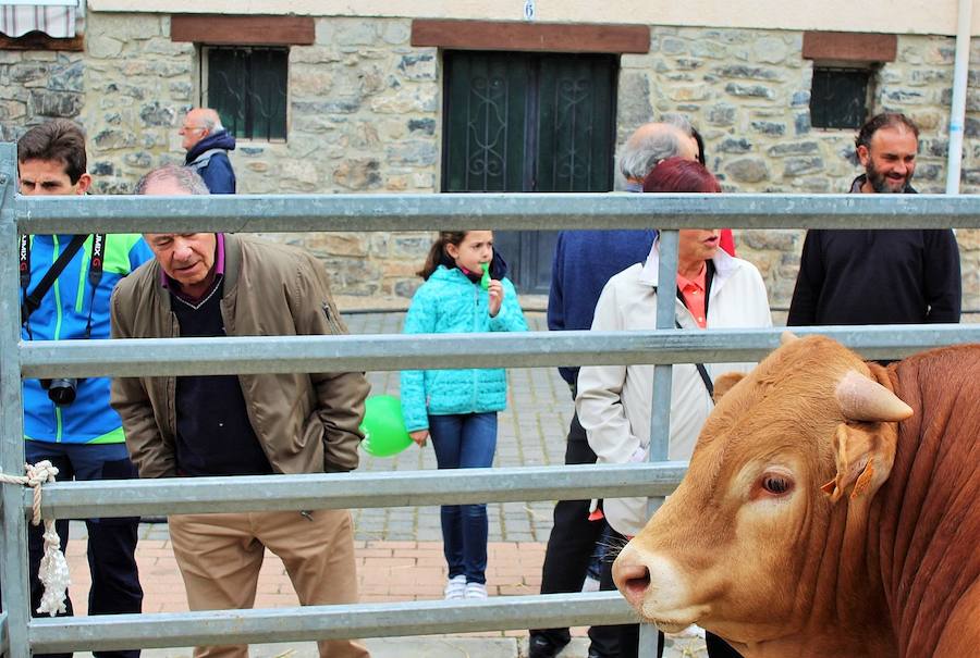 Las mejores vacas, ovejas y cabras del Camero Viejo