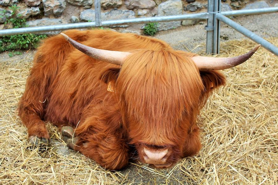 Las mejores vacas, ovejas y cabras del Camero Viejo