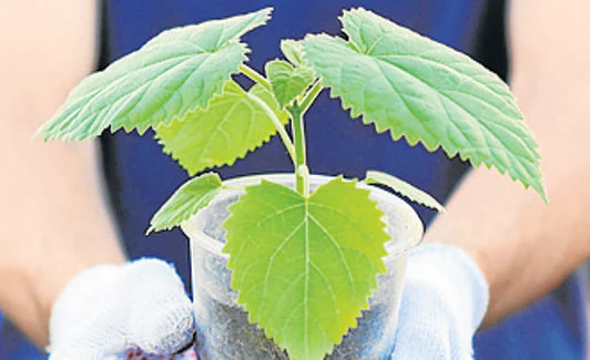 Pajarera Al Aire Libre, Material De Paulownia No Es Fácil De