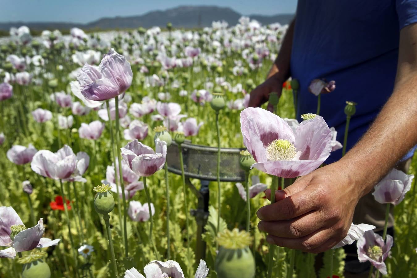 El cultivo de la planta, cuyos alcaloides se usan con fines terapéuticos o médicos, incluso para la alimentación, ha tenido un tímido incremento | La Rioja concentra unas 308 hectáreas de adormidera en dieciocho localidades