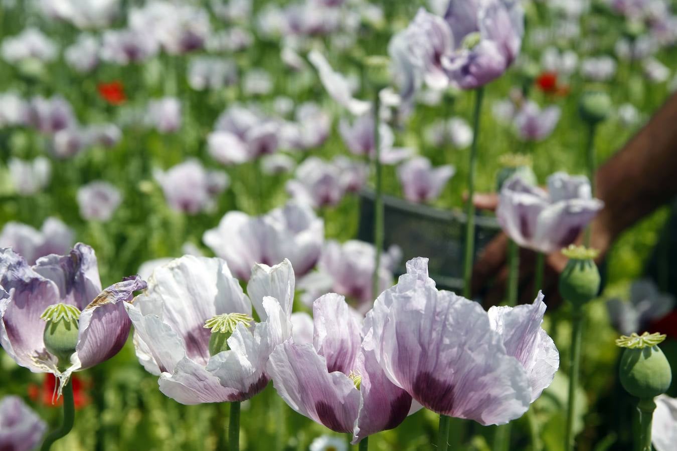 El cultivo de la planta, cuyos alcaloides se usan con fines terapéuticos o médicos, incluso para la alimentación, ha tenido un tímido incremento | La Rioja concentra unas 308 hectáreas de adormidera en dieciocho localidades