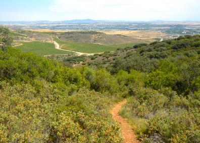 Imagen secundaria 1 - Vista de Monte Alto y Los Regaos desde Casas Blancas, sendero de Monte Alto y cultivo de champiñón 