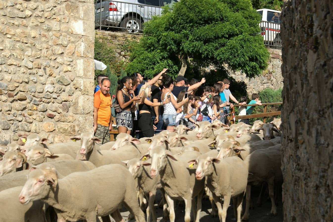 Los pastores han llegado de Extremadura con 500 ovejas