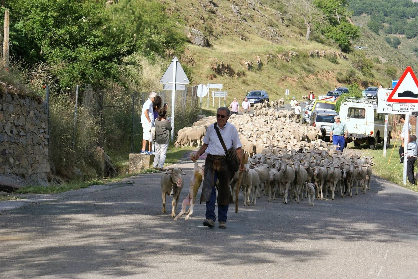 Los pastores han llegado de Extremadura con 500 ovejas