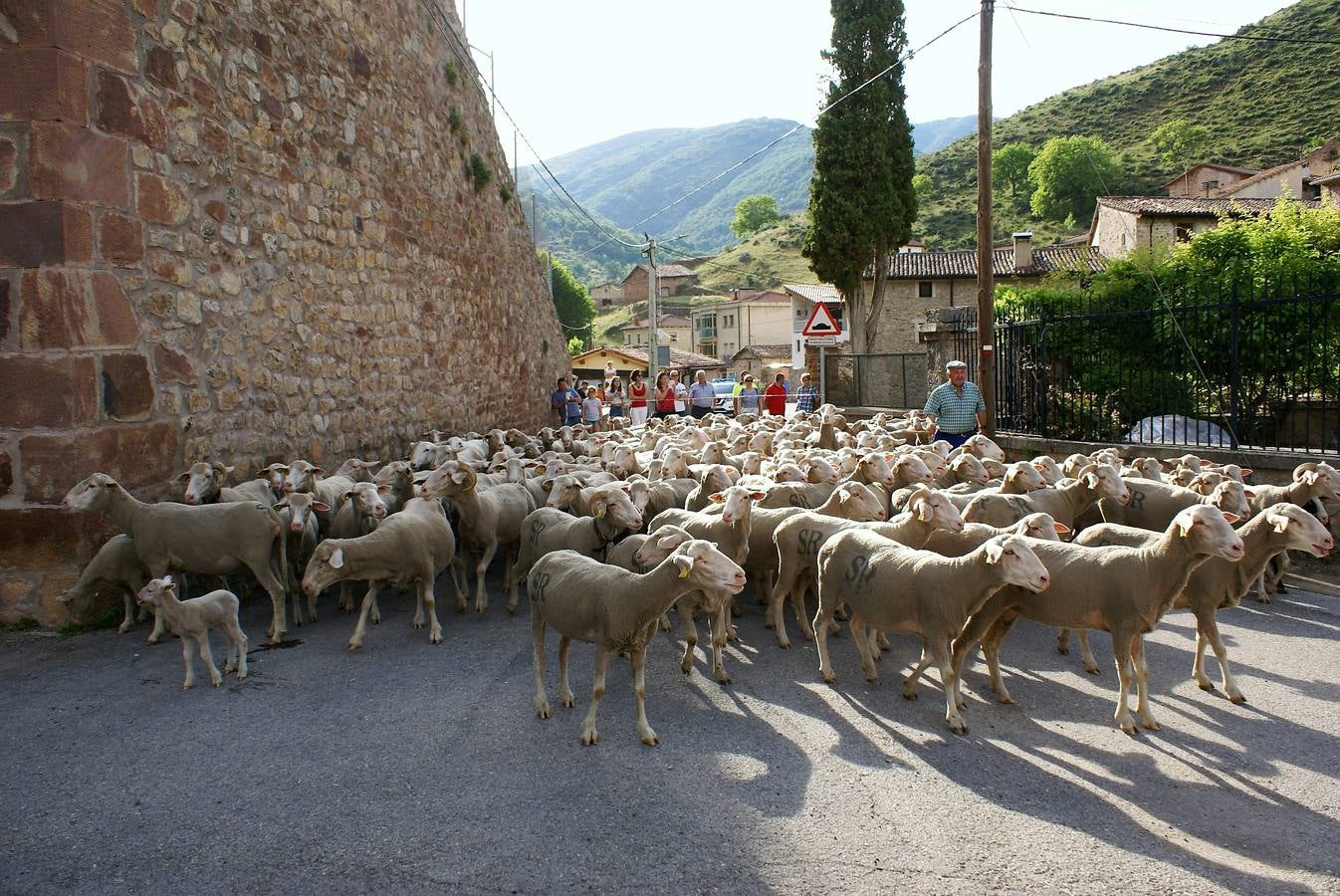 Los pastores han llegado de Extremadura con 500 ovejas