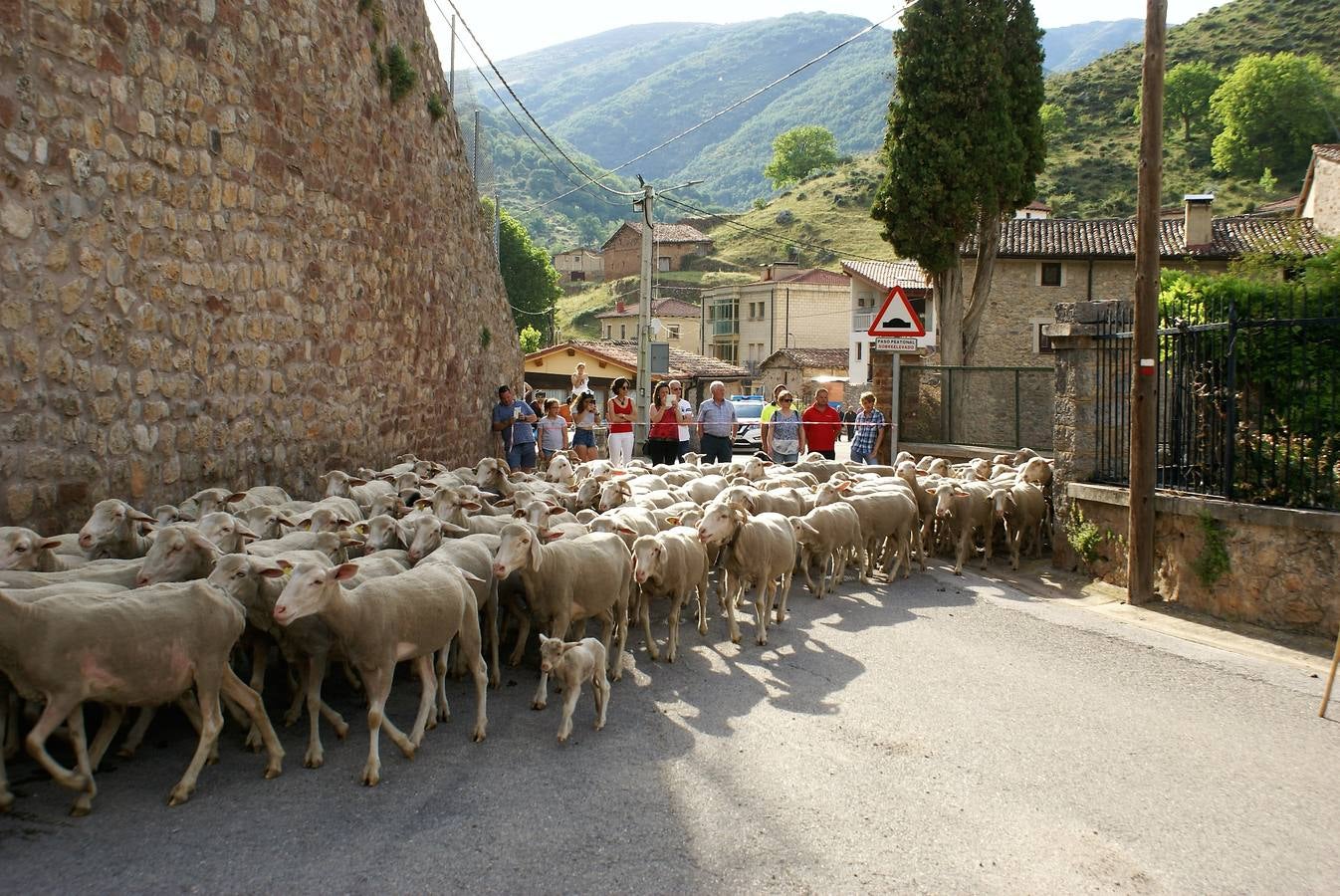 Los pastores han llegado de Extremadura con 500 ovejas