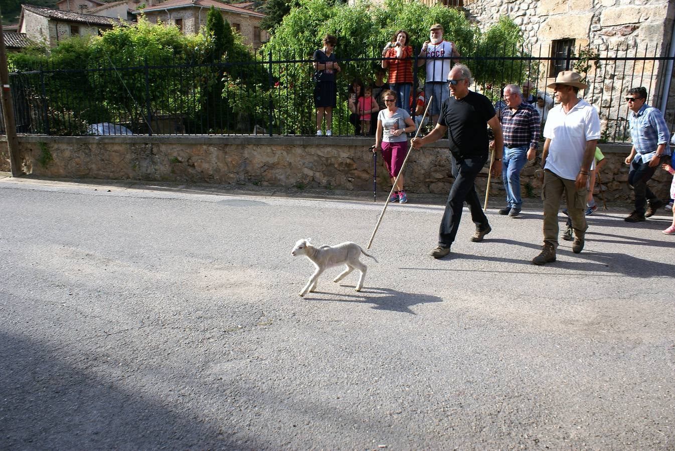 Los pastores han llegado de Extremadura con 500 ovejas