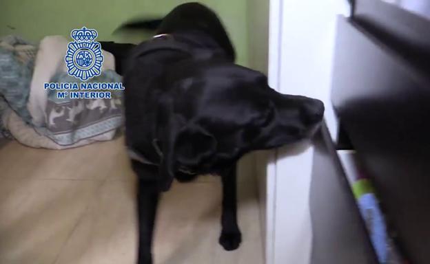 Un perro de la policía interviene en el desmantelamiento de dos bandas delictivas.Policía Nacional
